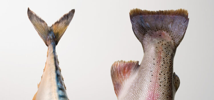 Diferencia entre pescado azul y blanco